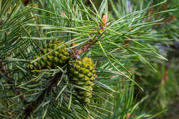 Closeup Pine Branch Male Female Cone Stock Image