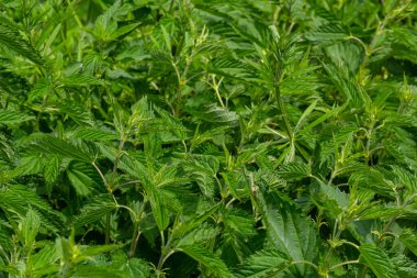 Stinging nettles Urtica dioica in the garden. Green leaves with serrated edges.