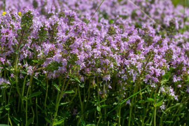 Çiçekli kokulu Thymus Serpilllum, Breckland yabani kekik, sürünen kekik, ya da elf kekik yakın çekim, makro fotoğraf. Güneşli bir günde tarlada güzel yiyecekler ve tıbbi bitkiler.