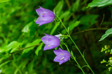 Balon Çiçeği, Tussock Çan Çiçeği, Campanula Persicifolia veya Campanula Carpatica Mor Çan Çiçekleri Sonbahar Bahçesinde.