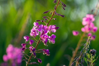 Çiçek açan muhteşem ateş otu Chamaenerion angustifolium akşam güneşi tarafından vurgulanır. Bir demet çiçek açan Rosebay Willoerbs.