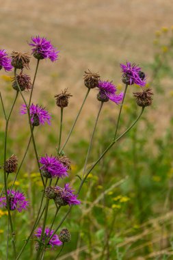 Centaurea scabiosa subsp. apiculata, Centaurea apiculata, Compositae. Wild plant shot in summer.