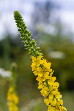 Vahşi otların arasında yaz mevsimi, tarımsal ekvatorya çiçekleri açıyor..