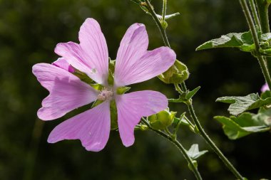 Malva alcea 'nın çiçekleri daha büyük misk, soluk, mine ya da gülhock mallow, yumuşak bulanık yeşil çimen arka planda.