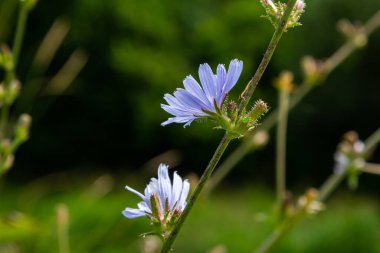 Hindiba 'nın narin mavi çiçekleri. Bulanık doğal arka plan üzerinde Latince adı Cichorium Intybus olan bitkiler..