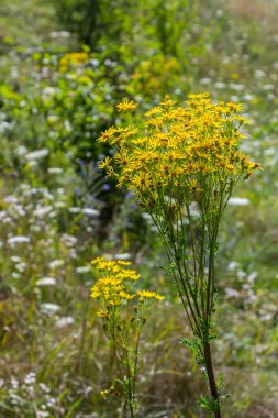 Senecio Vernalis 'in sarı çiçekleri bulanık yeşil arka planda yakın plan. Seçici odak.