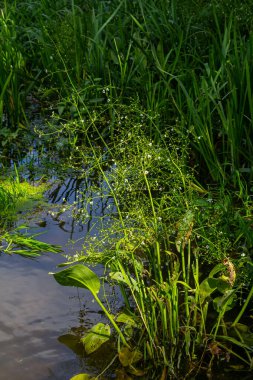 Phreatophyte. Amerikan su şebekesi Alizma bitkisi bataklık ormanı nehir suyunda su altı suyu. Kuzeydoğu Avrupa nehir kıyısında yetişiyor. Akıntı ve kaynak suyu erozyonuyla sürükleniyor..