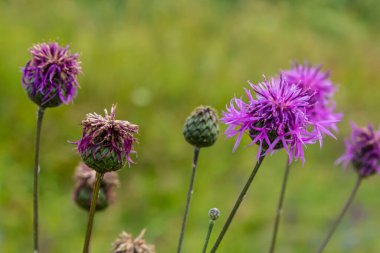 Centaurea scabiosa subsp. apiculata, Centaurea apiculata, Compositae. Wild plant shot in summer.