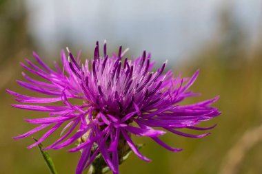 Centaurea jacea, Brown Knapweed olarak da bilinir, Brown-Ray Knapweed, Brownray Knapweed ve Hardheads olarak da bilinir..