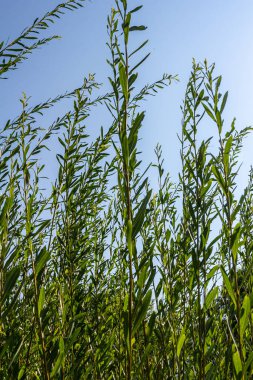 Salix purpurea mor söğüt veya osier, Salix familyasından Avrupa 'da yaşayan bir söğüt türüdür. Mor söğüt çiçeği, tükürük aromalı..