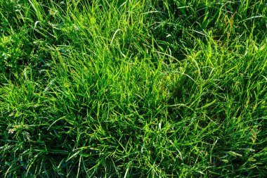 Yaz otlağındaki yeşil çimlerin arka planı.