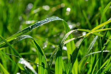 Parlak yeşil çimenlerin üzerine çiy damlalarının arka planı.