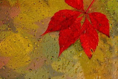 Soyut arka plan düşüşü, cam düşüşü sonbahar sarı yapraklar ıslak Ekim havası.