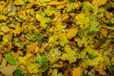 Kusursuz desenli sonbahar altın yaprakları yerde parlak bir halı oluşturuyor..