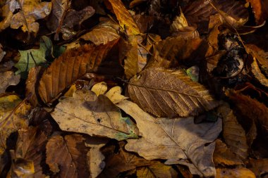 Kusursuz desenli sonbahar altın yaprakları yerde parlak bir halı oluşturuyor..