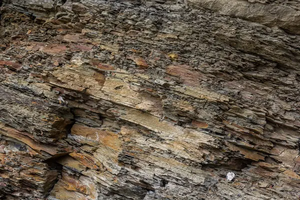 tortul kaya desenli arkaplan.