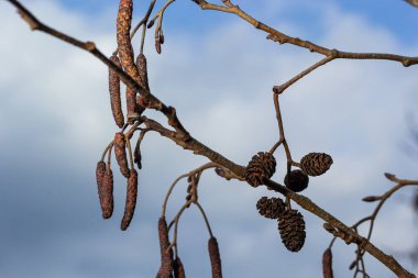 Siyah alnus glutinosa 'nın erkek catkins ve dişi kırmızı çiçekli küçük bir dalı. İlkbaharda çiçek açan kızılağaç. Güzel doğal arka plan. Temiz küpeler ve bulanık arka plan..