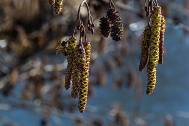 Siyah alnus glutinosa 'nın erkek catkins ve dişi kırmızı çiçekli küçük bir dalı. İlkbaharda çiçek açan kızılağaç. Güzel doğal arka plan. Temiz küpeler ve bulanık arka plan..