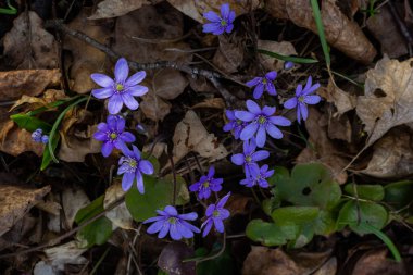 İlk tek bir kır çiçeğinin güzel makro çekimi Büyük Mavi Hepatisa Hepatisa transsylvanica ilkbaharın başlarında kuru yapraklar arasında çiçek açmaya başlar.
