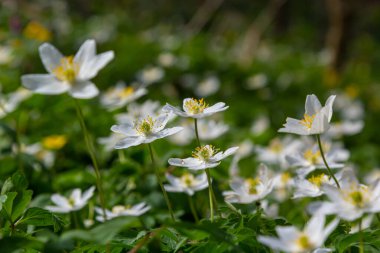 Bahar ormanındaki bir sürü yabani çiçek. Çiçekli güzellik, doğa, doğal. Güneşli bir yaz günü, parkta yeşil çimenler. Anemonoides nemorosa.