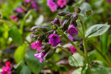 Pulmonarya, akciğer kurdu çiçekleri menekşenin farklı tonlarında tek bir ses tonunda. Ukrayna 'nın bal bitkisi. İlk bahar çiçekleri. Pulmonaria officinalis. Pulmonaria officinalis çiçek açtı.