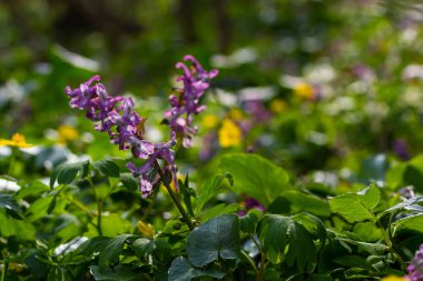 Corydalis. Corydalis Soda. İlkbaharda açan mor çiçek ormanı. İlk bahar çiçeği, mor. Vahşi Corydalis doğada.