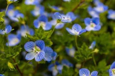 Veronica Chamaedry 'nin mavi çiçekli yaz arkaplanı. Yeşil çimlerde açan mavi çiçek, bahar arkaplanı..