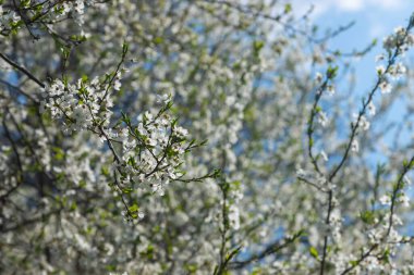 Mavi gökyüzünün altındaki ağaçtaki erik çiçeklerinin güzel dallarının seçici odak noktası, ilkbahar mevsiminde güzel Sakura çiçekleri, çiçek deseni, doğa arka planı..