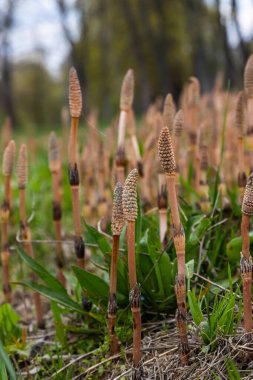 Equisetum arvense, Equisetaceae familyasından uzun ömürlü bir bitki türü. At kuyruğu bitkisi Equisetum Arvense.