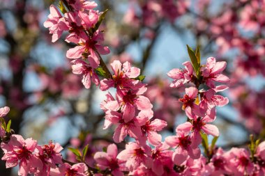 Şeftali ağacı, bulanık arkaplan. Baharda çiçek açan, pembe çiçekli bir ağaç. Bahar bahçesinin güzelliği, bahar konsepti.