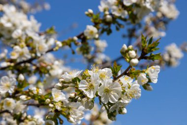 Mavi gökyüzünün altındaki ağaçta kiraz çiçeklerinin güzel dallarının seçici odak noktası, ilkbahar mevsiminde Sakura çiçekleri, çiçek desenleri, doğa arka planı..