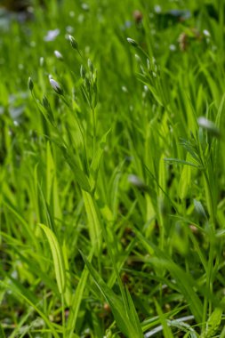 Stellaria sanal çayı. Tavuk otunun narin orman çiçekleri, Stellaria holostea ya da Echte Sternmiere. Çiçek arkaplanı. Doğal yeşil arka planda beyaz çiçekler. yakın plan.
