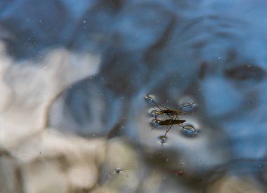 Böcek Gerris lacustris, Avrupa 'da su yüzeyinde hızlı hareket edebilme ve hidrofobik bacaklara sahip bir su yürüyüşçüsü türüdür..