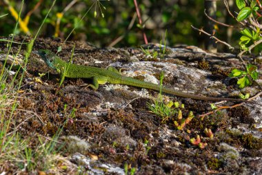 Avrupalı yeşil kertenkele Lacerta viridis otların arasından çıkıyor ve güzel renklerini açığa çıkarıyor..