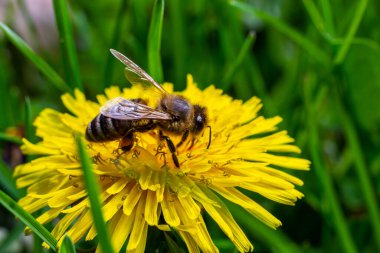 Bir arı bir çiçeğin yanında polen toplar. Bulanık bir arka planda bir arı çiçeğin üzerinden uçar.