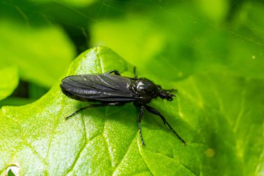 Bibio-Marci, Bibionidae familyasından Mart sinekleri ve aşk böcekleri adında bir sinek türü. Bu böceklerin larvaları toprakta ve zarar görmüş bitki köklerinde yaşar..