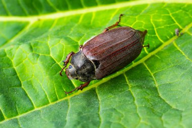 Ağaç dalındaki kavuntha karpuzu böceğinin çıtırtıları. Hayvan yaban hayatı geçmişi.