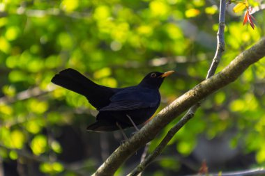 Erkek Karatavuk Turdus merula Bir ağacın dalına tünedi.