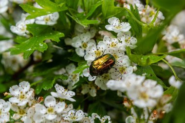 Dikenli bir çiçeğin üzerindeki Cetonia aurata. Yeşil betle.