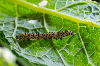Bahçe çiçek yapraklarda besleme sığırkuyruğu Cucullia verbasci tırtıllar .