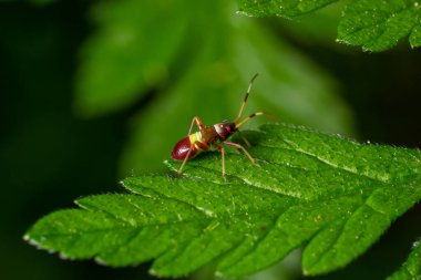 Kırmızı lekeli bir Mirid bitkisi olan Deraeocoris Ruber 'a odaklanın. Bahçede yeşil bir arka planda bir yaprağın üzerinde oturuyor..
