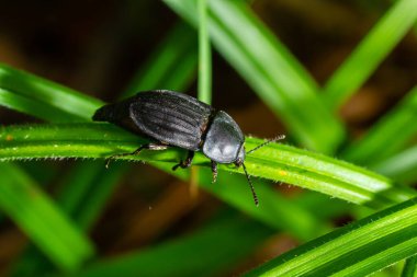Çilek yapraklarının üzerindeki böcek Silpha Obscura.