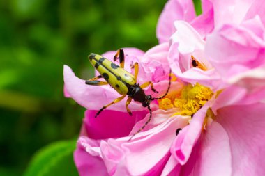 Benekli bir uzun boynuzlu böceğe yakın çekim, Pembe çiçekte Leptura maculata, Daucus carota.
