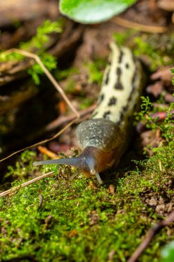 LiMax maximus - leopar slug yerdeki yapraklar arasında tarama ve bir iz bırakır.