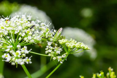 Pentatomoidea böceği bir yaprağın üzerinde oturur.