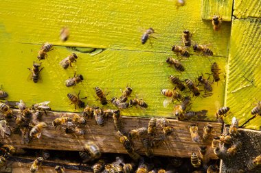 Sarı arı kovanı kapanıyor, güneşli bir günde kovanların girişinde bir sürü arı var..
