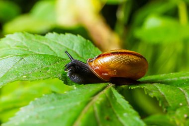 Oxychilus alliarius, yaygın olarak sarımsaklı salyangoz ya da sarımsaklı cam salyangoz olarak bilinir..