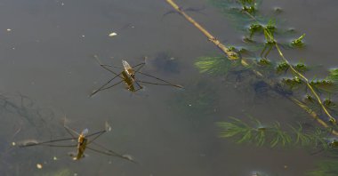 Gerris lacustris 'in ya da sıradan bir göl patencisinin yakın plan fotoğrafı..