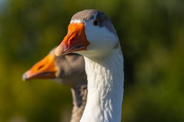 Evcil kaz, insanların etleri, yumurtaları ya da tüyleri için evcilleştirdikleri ve sakladıkları bir kazdır. Evcil kazlar yabani kır kazlarından seçici üreme yoluyla türetilmiştir. .
