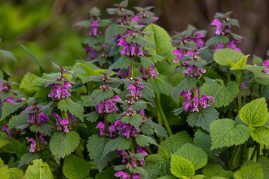 Deaf nettle blooming in a forest, Lamium purpureum. Spring purple flowers with leaves close up.